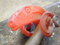 Animal sculptures Devon